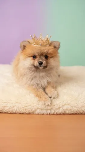 Spitz a Rainha do momento Disponível