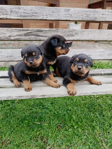 ROTTWEILER ALTO PADRÃO