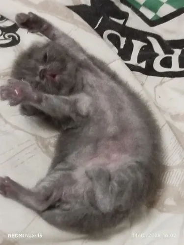 Gato Persa Macho 