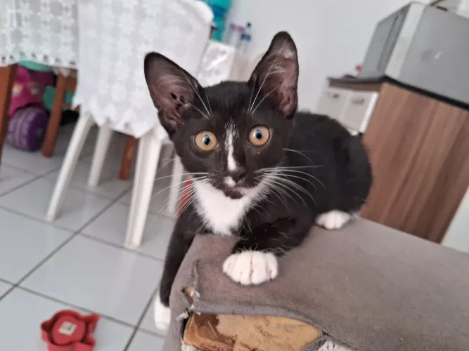 Doação de gata