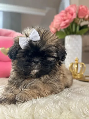 Lhasa apso fêmea sua filhote perfeitinha 
