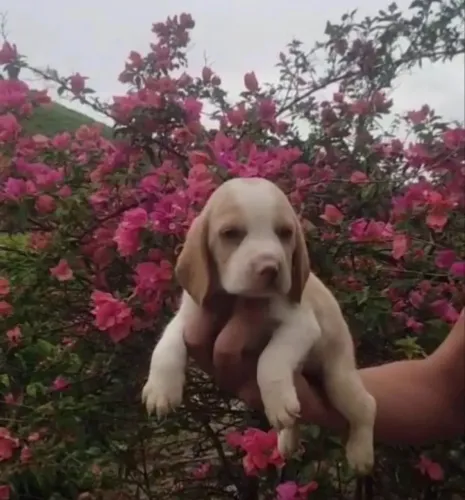 Beagle Última filhote disponível confira
