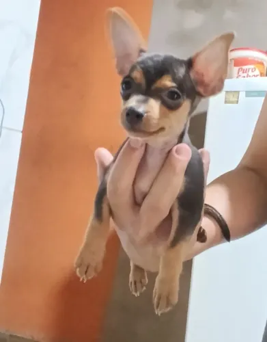 Filhote pinscher zero (MACHO)