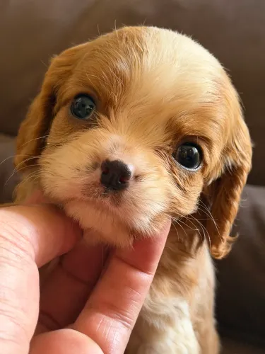Cavalier king spaniel caramelo macho e fêmea 