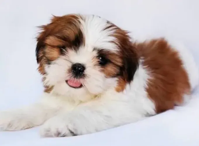 Shihtzu Machinho Tricolor Pronta Entrega! Uma fofura