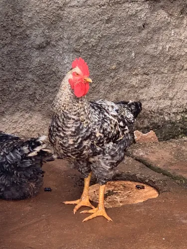 Galo Carijó/ Pedrês