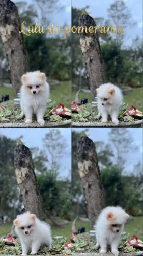 Lulu da pomerania filhote spitz