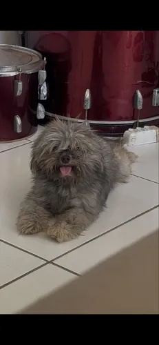 Shihtzu disponível pra cruzar machinho, vacinas em dias!!