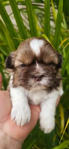 Shihtzu macho 