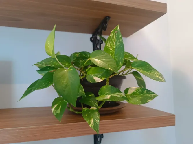 Jibóia - planta trepadeira em vaso medio