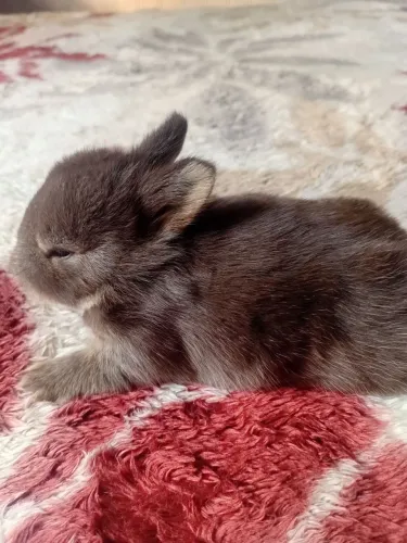Netherland dwarf