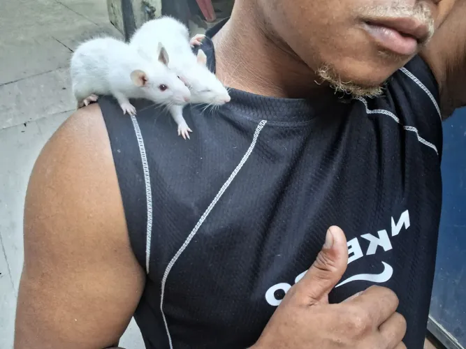 Ratinhos de laboratório 