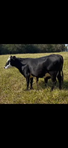 Vaca nova com cria