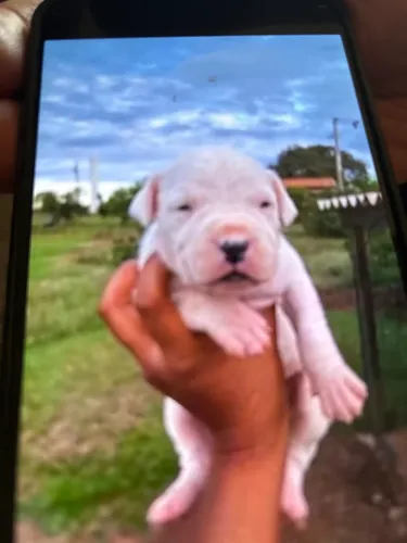 Dog Argentino 