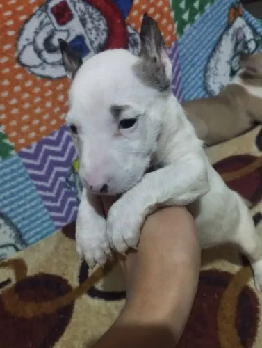 Filhote bull terrier, Lealdade, carinho e diversão garantidos!