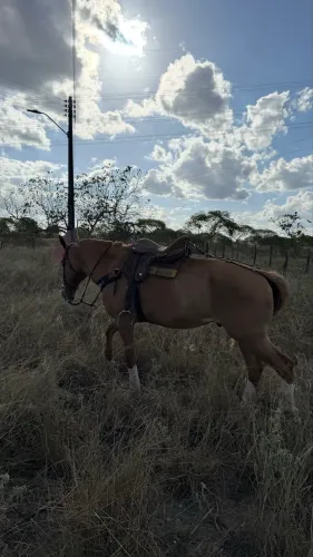 Cavalo de picado