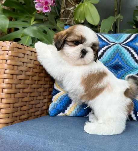 Filhote shih tzu, Dê Amor e Receba Amor Multiplicado!