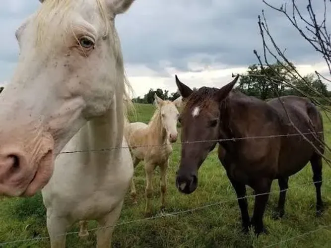 D.O.A.Ç.Ã.O DE CAVALO