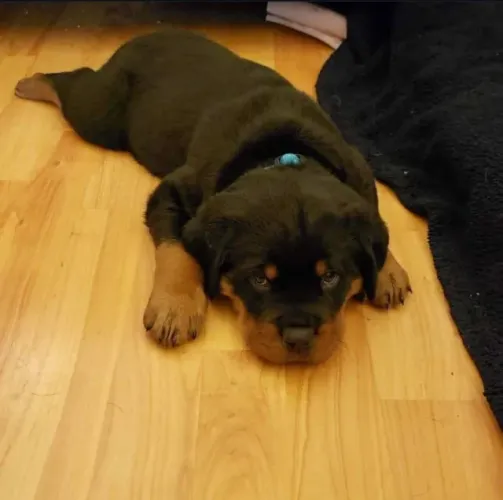 Filhotes de Rottweiler | Um cachorro para fazer companhia.