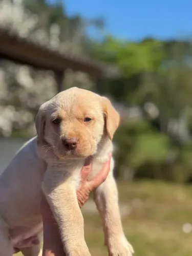 Labrador macho disponivél para sua familia