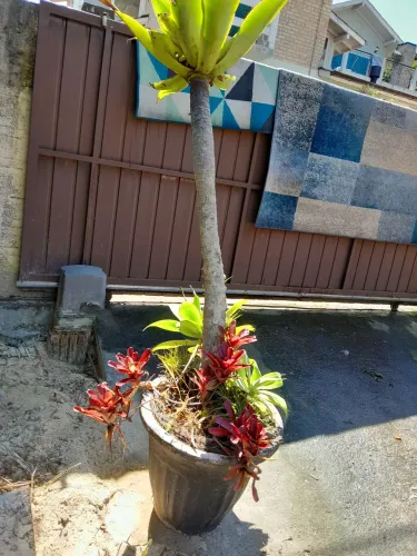 Vendo vaso com bromelias raras