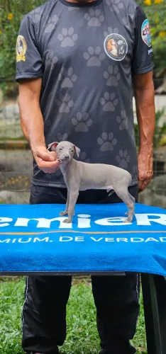 Galguinho Italiano Menino
