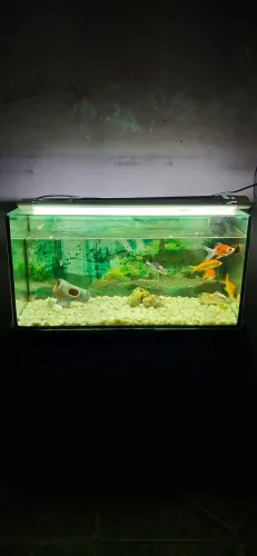 Aquário completo 