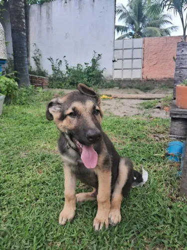 Vendo filhote de pastor alemão puro- 3 mês