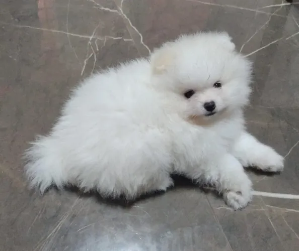 Sptiz alemão (lulu Pomerânia) macho a venda
