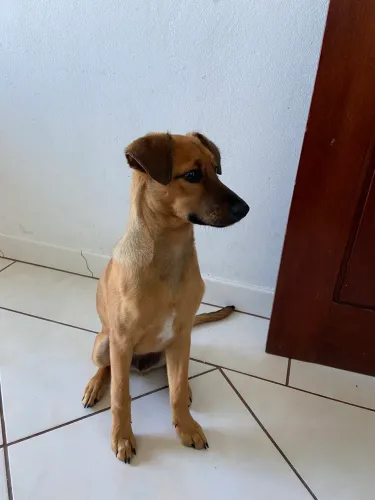 DOAÇÃO RESPONSÁVEL (URGENTE)