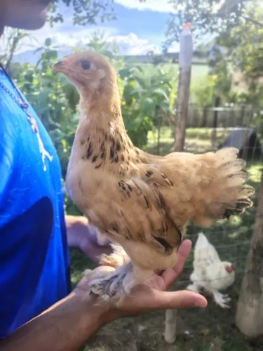 Franguinhos de Brahma 