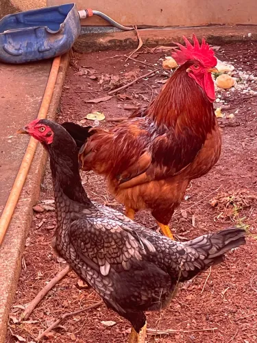 Casal de galinha 