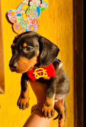 Dachshund machinhos black tan pedigree