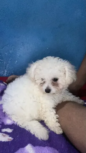 Vende-se um poodle fêmea