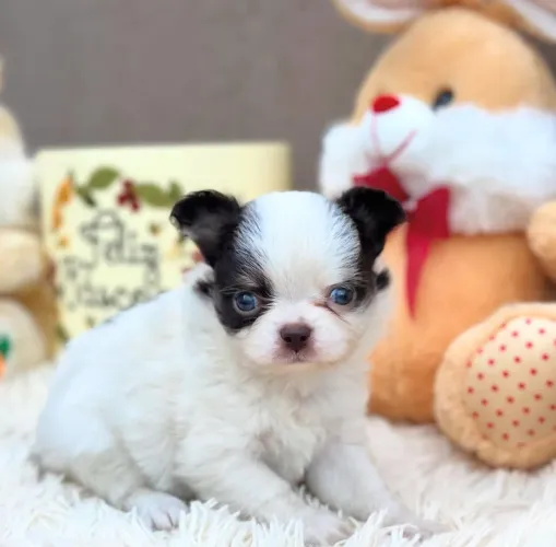 Chihuahua Macho Pêlo Longo!! Belo Menino.