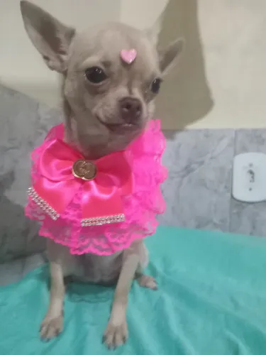 Chihuahua fêmea adulta