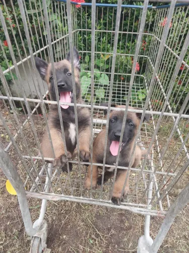 Filhotes de pastor belga malinoá disponível 