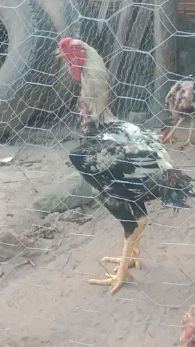 Galo índio gigante crista bola