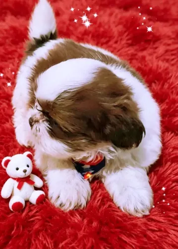 Lindíssimo filhote de Shih tzu macho, branco e chocolate, fofura irresistível!!!