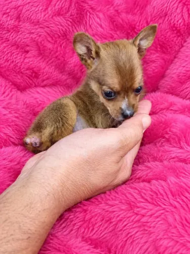 Pinscher Fêmea