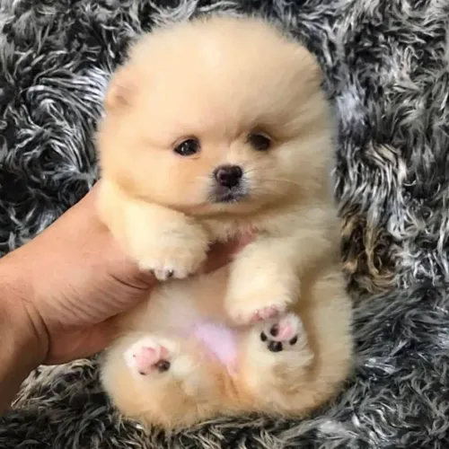 Lulu da Pomerânia ursinhos lindos  