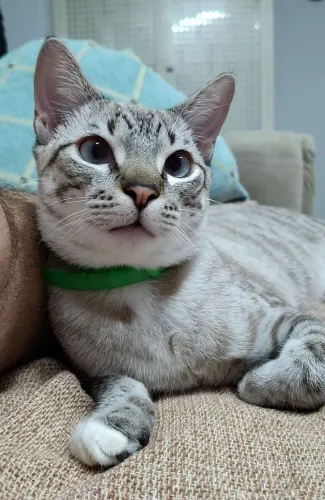 Gato de 2 Anos para Adoção - Castrado, Vacinado e Saudável
