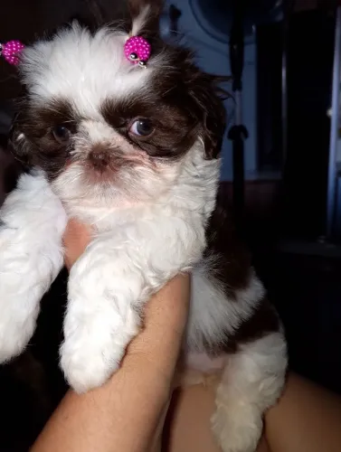 Shihtzu Fêmea