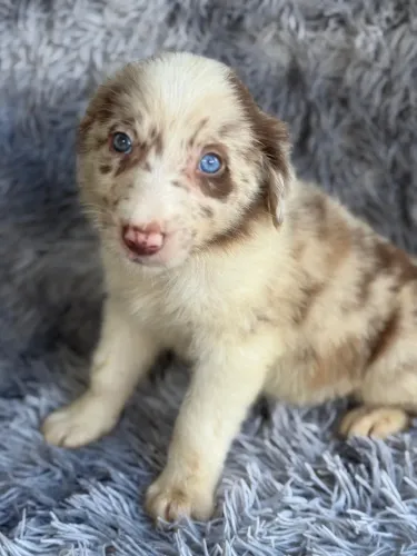 Border collie red merle macho