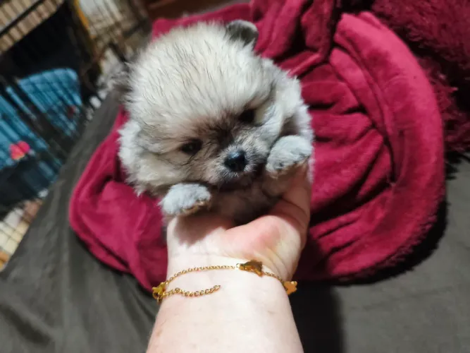 Spitz anão lulu fêmea