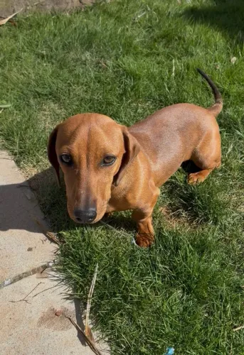 Filhote Dachshund (salsicha) fêmea
