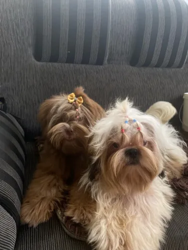 Casal de shitzu