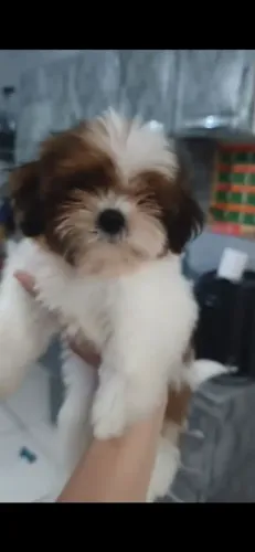 Shih tzu fêmea micro