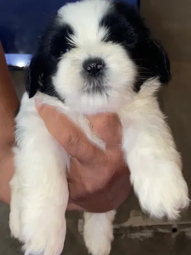 Filhote de Shih tzu Fêmea 