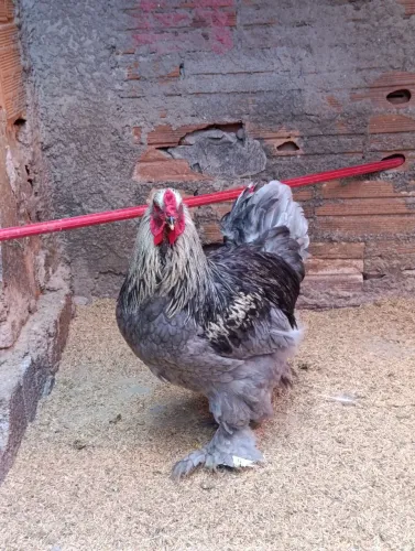 Ovos galados galinha raça brahma, 12 ovos por 90 reais